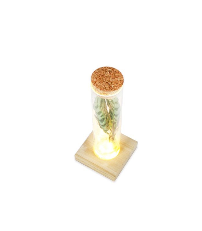 Calathea in vetro con led