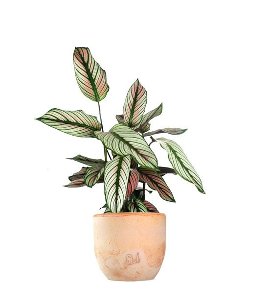Calathea majestica &
