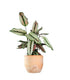 Calathea majestica &