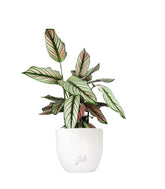 Calathea majestica &