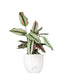 Calathea majestica &