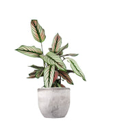 Calathea majestica &