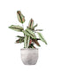 Calathea majestica &
