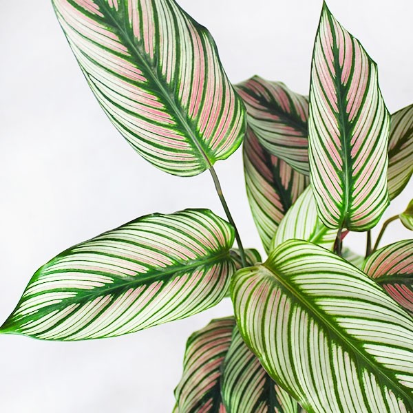 Calathea majestica &