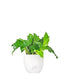 Calathea musaica Network