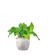 Calathea musaica Network