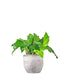 Calathea musaica Network