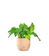 Calathea musaica Network