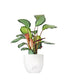 Calathea picturata &