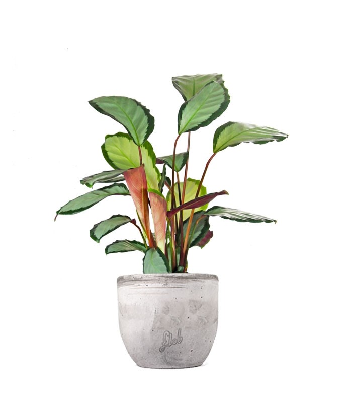 Calathea picturata &