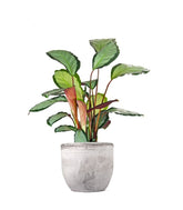 Calathea picturata &