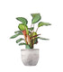 Calathea picturata &