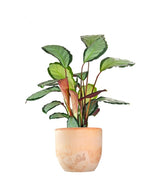 Calathea picturata &