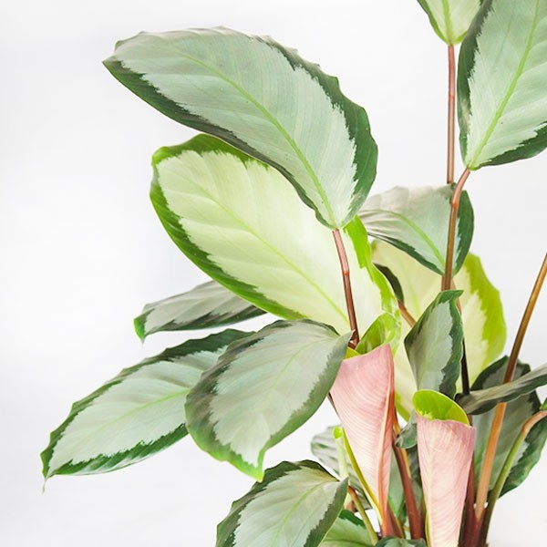 Calathea picturata &