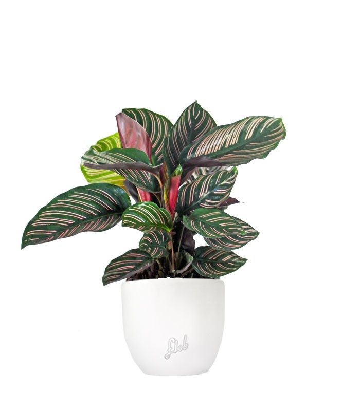 Calathea sanderiana