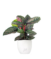 Calathea sanderiana
