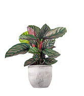 Calathea sanderiana