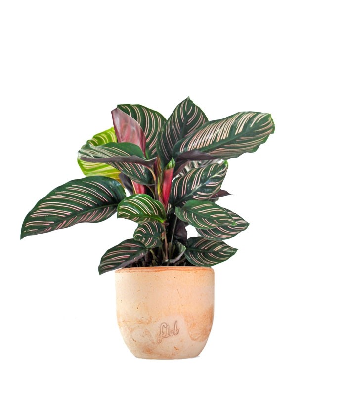 Calathea sanderiana
