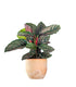 Calathea sanderiana