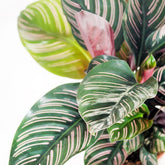 Calathea sanderiana
