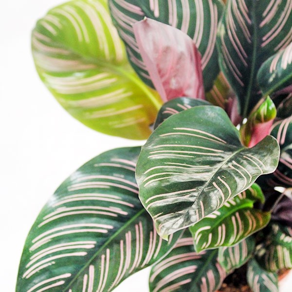 Calathea sanderiana