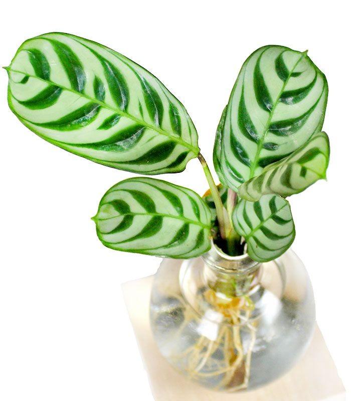 Calathea sfera con led