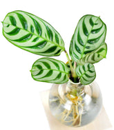 Calathea sfera con led