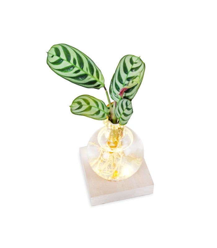 Calathea sfera con led