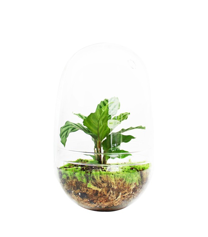 Calathea uovo in vetro