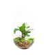 Calathea uovo in vetro