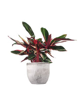Calathea Triostar