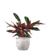 Calathea Triostar
