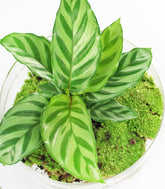 Calathea uovo in vetro