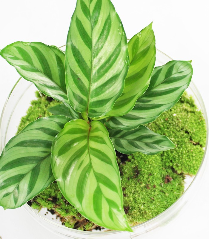 Calathea uovo in vetro