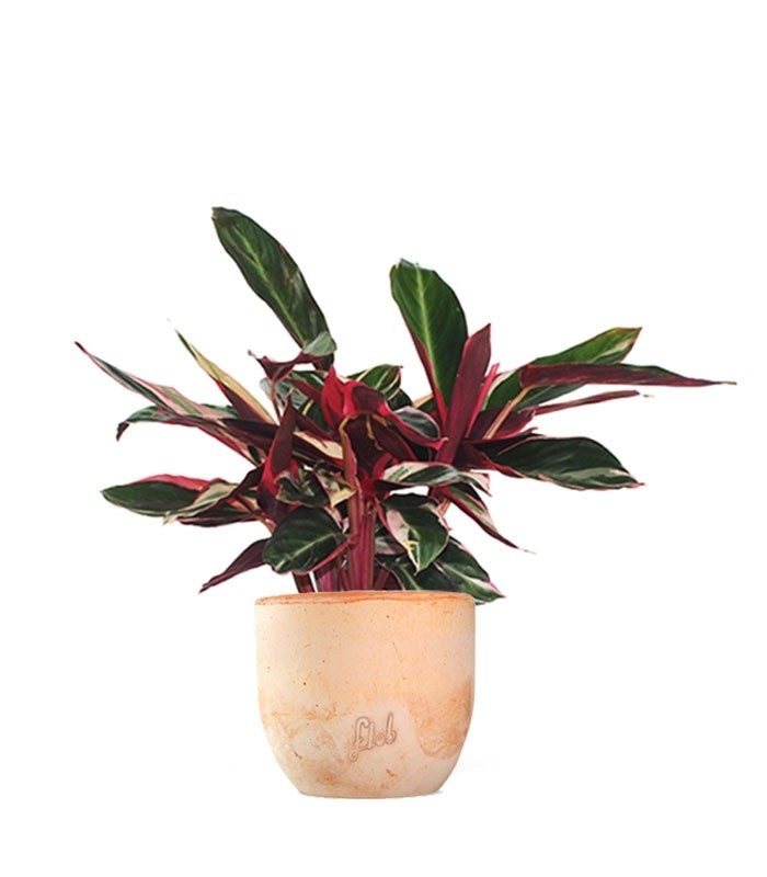 Calathea Triostar