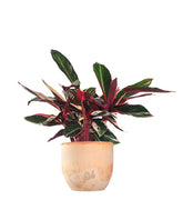 Calathea Triostar