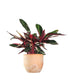 Calathea Triostar