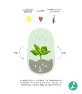 Calathea uovo in vetro