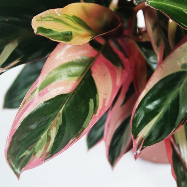 Calathea Triostar