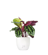 Calathea Veitchiana