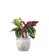Calathea Veitchiana