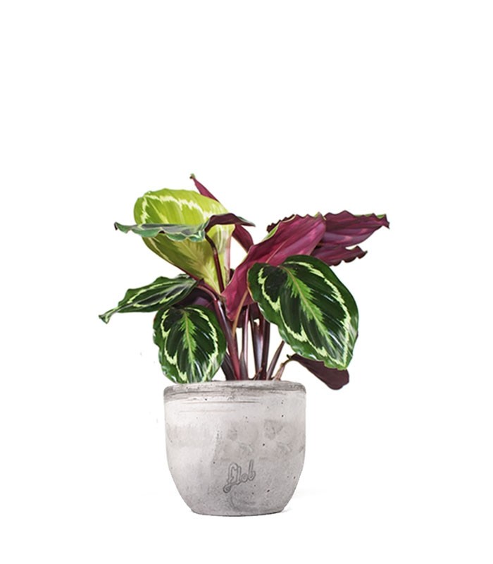 Calathea Veitchiana