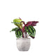 Calathea Veitchiana