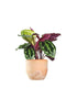 Calathea Veitchiana