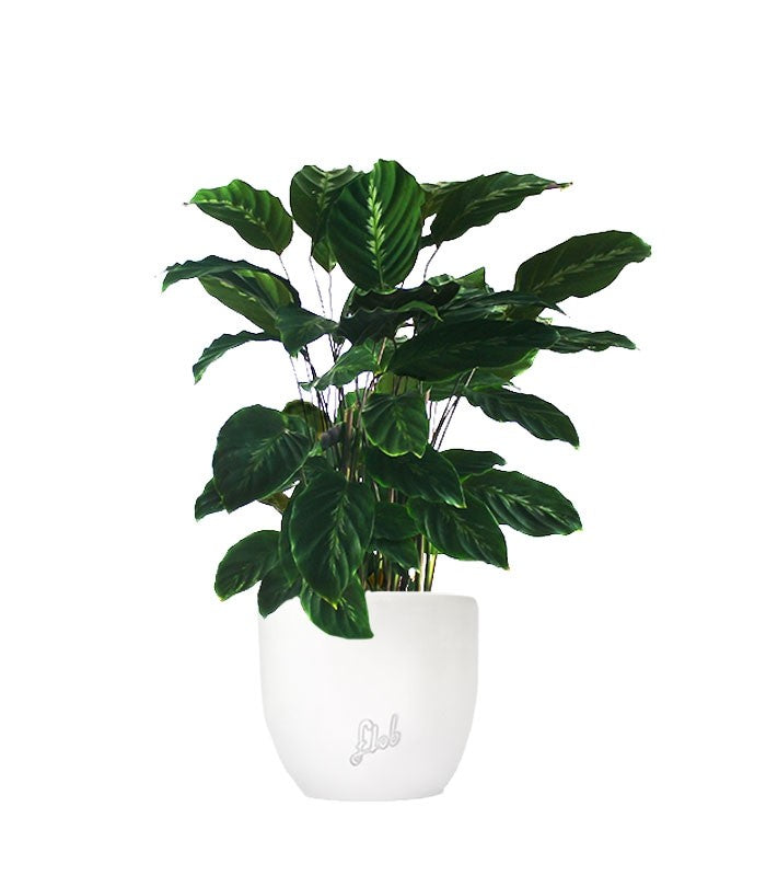 Calathea undulata &
