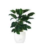 Calathea undulata &