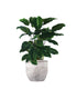 Calathea undulata &