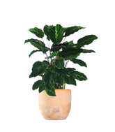Calathea undulata &