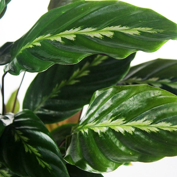 Calathea undulata &
