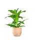 Callisia Fragrans